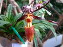 Paph. bellatulum x wilhelminae